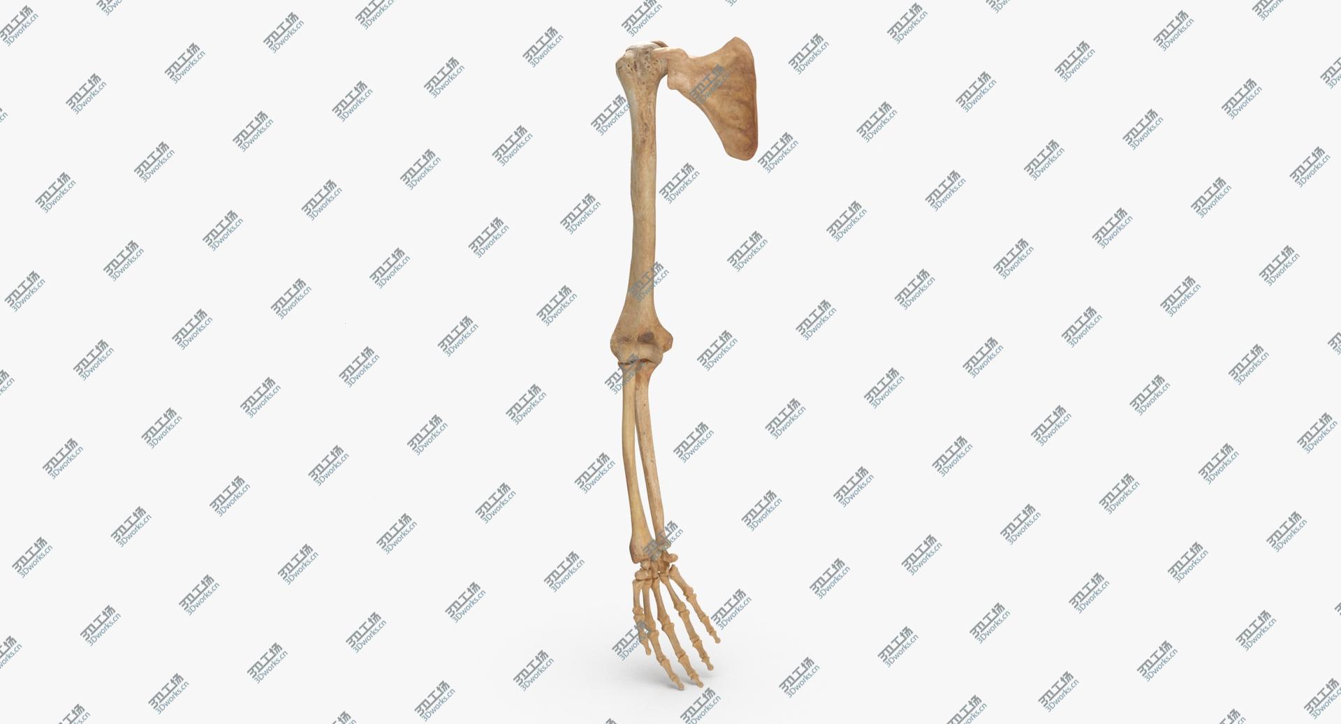 images/goods_img/202104091/Real Human Arm and Scapula Bones Anatomy 01 model/2.jpg